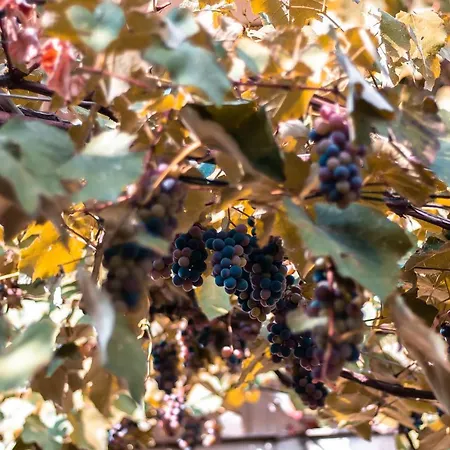 Victor 38 Бухарест