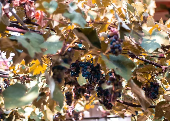 Victor 38 ブカレスト